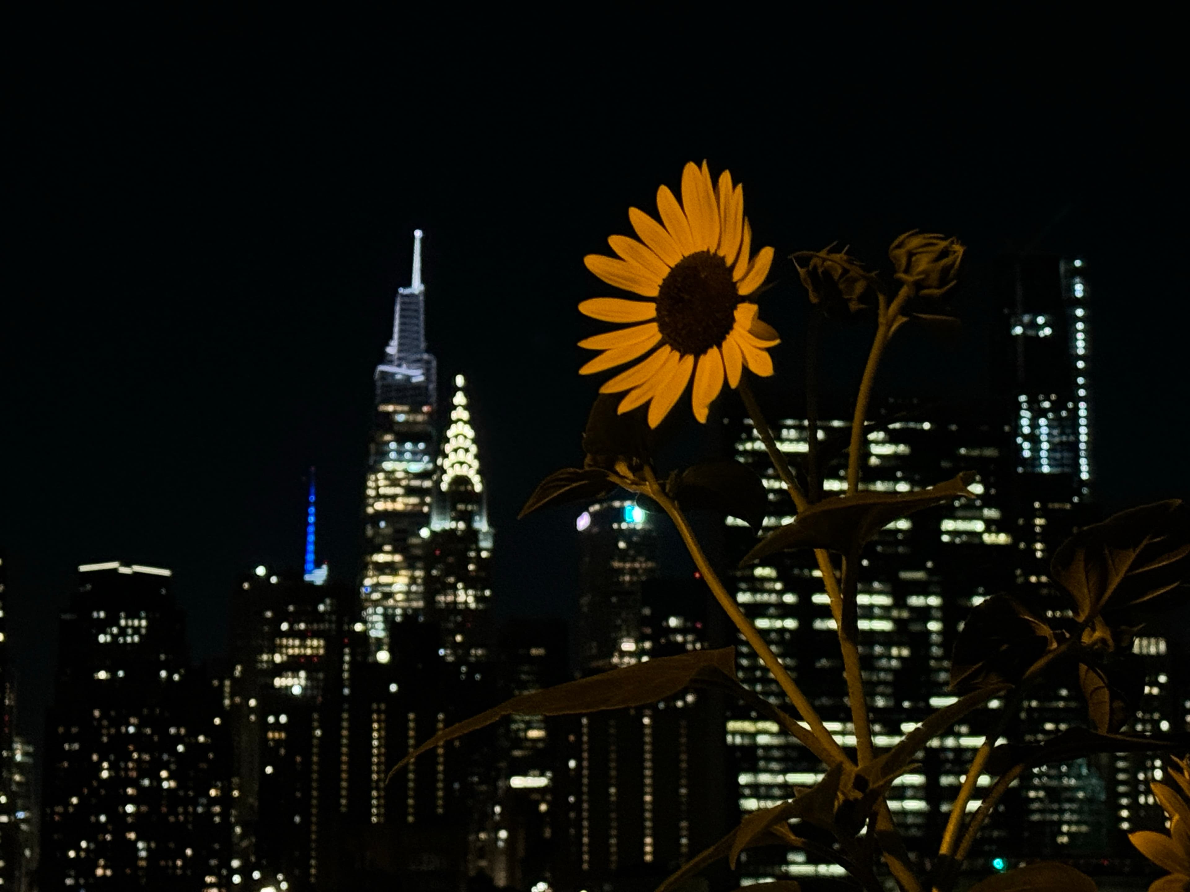 summer evening in nyc